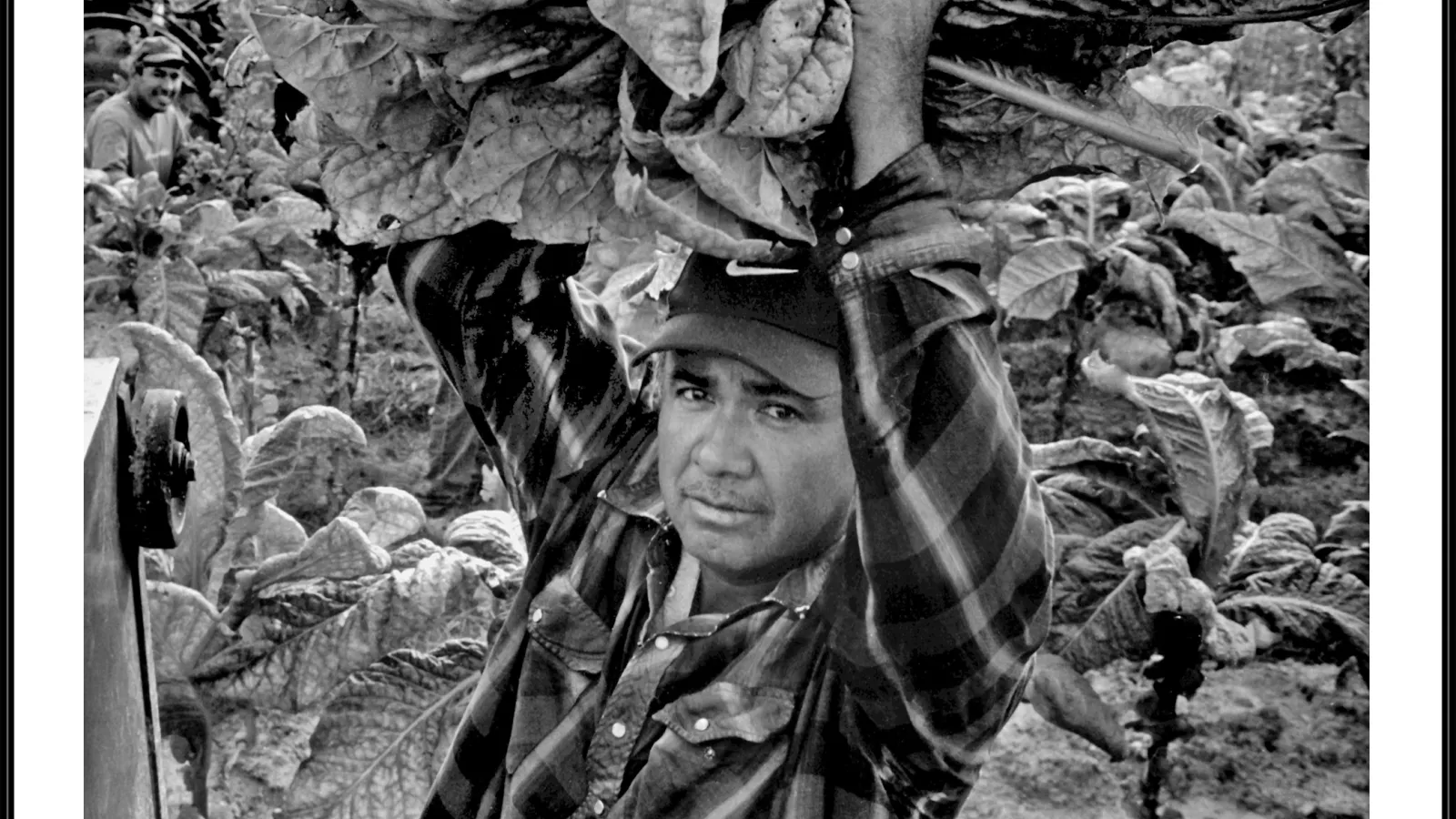 Photograph of man carrying tobacco by Jose Galvez