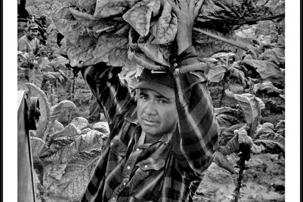 Photograph of man carrying tobacco by Jose Galvez