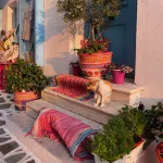 A cat on a stoop in Andros, Greece